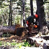Tree Service, Removal & Limbing